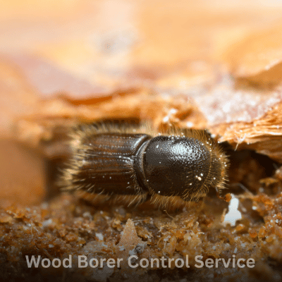 Wood Borer